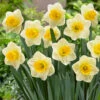 Narcissus Yellow Salome 12/14cm Daffodil Yellow Salome -Plant Flower Store Narcissus Yellow Salome 0013150 09498.1655198851