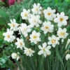 Narcissus Albus Plenus Odoratus 12/14cm Daffodil Albus Plenus Odoratus -Plant Flower Store Narcissus albus plenus odoratus 12 14cm 0011697 21524.1655193581