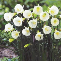 Narcissus Bulbocodium Arctic Bells
