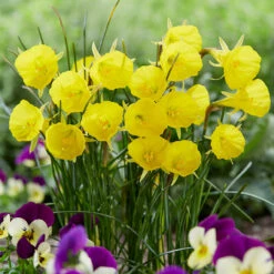 Narcissus Bulbocodium 'Casual Elegance' Daffodil 'Casual Elegance'