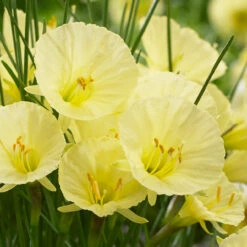 Narcissus Bulbocodium Julia Jayne Daffodil -Plant Flower Store Narcissus bulbocodium Julia Jayne 0014126 2 54846.1687523189