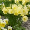 Narcissus Bulbocodium Julia Jayne Daffodil -Plant Flower Store Narcissus bulbocodium Julia Jayne 0014126 20671.1687523189