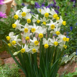 Narcissus Canaliculatus 8cm+ Daffodil Canaliculatus -Plant Flower Store Narcissus canaliculatus 8cm 0015276 2 90095.1700576095