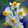 Narcissus Canaliculatus 8cm+ Daffodil Canaliculatus -Plant Flower Store Narcissus canaliculatus 8cm 0015276 63877.1700576095