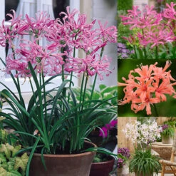 Nerine Collection Guernsey Lily