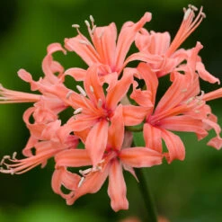 Nerine Collection Guernsey Lily -Plant Flower Store Nerine Collection 1022107 7 11303.1673623025