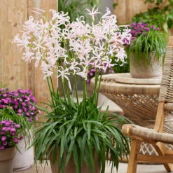 Nerine Collection Guernsey Lily -Plant Flower Store Nerine Collection 1022107 8 38377.1673623025