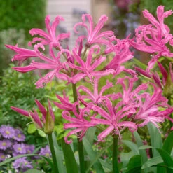 Nerine Collection Guernsey Lily -Plant Flower Store Nerine Collection 1022107 9 29295.1673623025