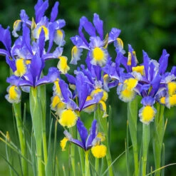 New Unusual Iris Hollandia Collection -Plant Flower Store New Unusual Dutch Iris Collection1022452 2 27518.1692192858