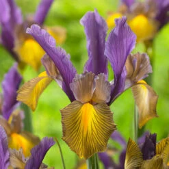 New Unusual Iris Hollandia Collection -Plant Flower Store New Unusual Dutch Iris Collection 1022452 4 14899.1692192858