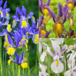 New Unusual Iris Hollandia Collection