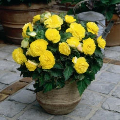 Non Stop Bedding Collection -Plant Flower Store Non Stop Bedding Collection 1022100 2 67503.1637140864