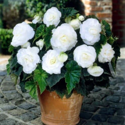 Non Stop Bedding Collection -Plant Flower Store Non Stop Bedding Collection 1022100 3 52578.1637140864