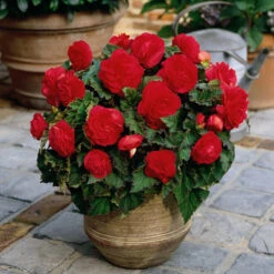 Non Stop Bedding Collection -Plant Flower Store Non Stop Bedding Collection 1022100 4 04462.1637140864