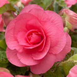 Non Stop Bedding Collection -Plant Flower Store Non Stop Bedding Collection 1022100 5 48088.1637140863