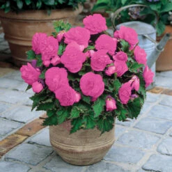 Begonia Non Stop Exhibition Size Collection -Plant Flower Store Non Stop Exhibition Size Begonia Collection 1020835 3 56401.1639731546