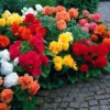 Begonia Non Stop Exhibition Size Collection -Plant Flower Store Non Stop Exhibition Size Begonia Collection 1020835 74433.1638428657