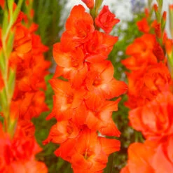 Orange Summer Bulb Collection -Plant Flower Store Orange Summer Bulb Collection 1022354 2 42924.1676451338