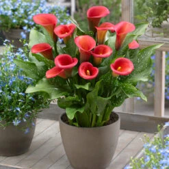 Orange Summer Bulb Collection -Plant Flower Store Orange Summer Bulb Collection 1022354 3 50691.1676451338