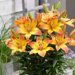 Orange Summer Bulb Collection -Plant Flower Store Orange Summer Bulb Collection 1022354 5 54680.1676451338