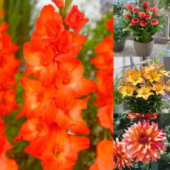 Orange Summer Bulb Collection