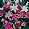 Oriental Lilies Mix