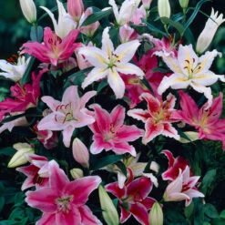 Oriental Lilies Mix
