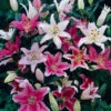 Oriental Lily Mixed 2 Oriental Lily Mixed -Plant Flower Store Oriental Lily Mixed 0001253 95953.1688050578