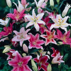 Oriental Lily Mixed