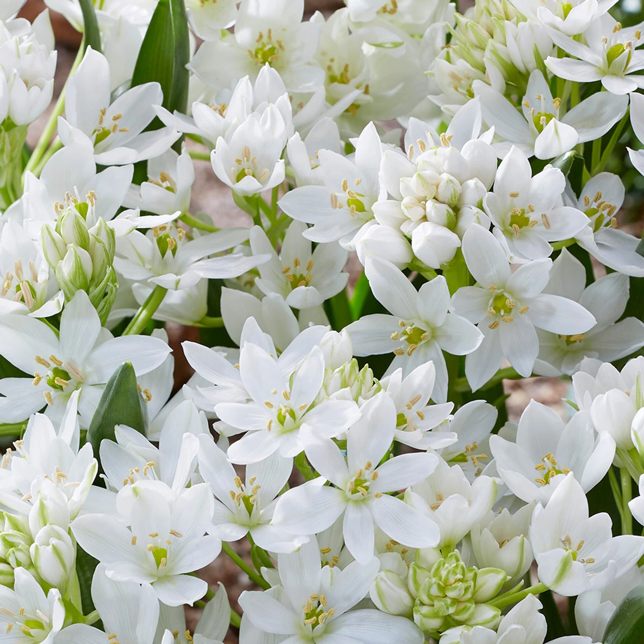 Ornithogalum White Trophy Star Of Bethlehem 4 Ornithogalum White Trophy Star Of Bethlehem - Image 2
