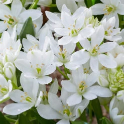 Ornithogalum White Trophy Star Of Bethlehem 7 Ornithogalum White Trophy Star Of Bethlehem -Plant Flower Store Ornithogalum White Trophy 0014215 3 97350.1656593658