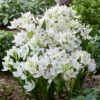 Ornithogalum White Trophy Star Of Bethlehem 1 Ornithogalum White Trophy Star Of Bethlehem -Plant Flower Store Ornithogalum White Trophy 0014215 58039.1656593659