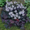 Oxalis Triangularis -Plant Flower Store Oxalis Triangularis 0000608 67930.1623343233