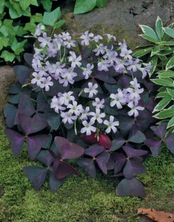 Oxalis Triangularis