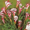 Oxalis Versicolour 2 Oxalis Versicolour -Plant Flower Store Oxalis Versicolour 0003288 2 61090.1655282232