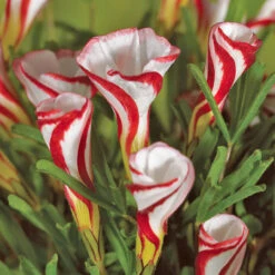 Oxalis Versicolour -Plant Flower Store Oxalis Versicolour 0003288 3 50285.1655282232