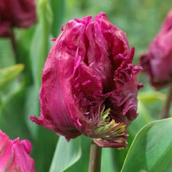 Parrot Tulips Collection Tulipa -Plant Flower Store Parrot Tulips Collection 1022301 2 29038.1658824772