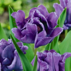 Parrot Tulips Collection Tulipa -Plant Flower Store Parrot Tulips Collection 1022301 6 10855.1658824772