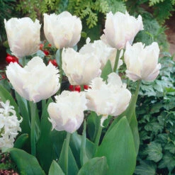 Parrot Tulips Collection Tulipa -Plant Flower Store Parrot Tulips Collection 1022301 7 60936.1658824772