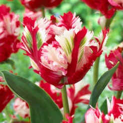 Parrot Tulips Collection Tulipa -Plant Flower Store Parrot Tulips Collection 1022301 8 30455.1658824772