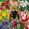 Parrot Tulips Collection Tulipa 2 Parrot Tulips Collection Tulipa -Plant Flower Store Parrot Tulips Collection 1022301 04064.1658824772