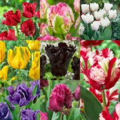 Parrot Tulips Collection Tulipa