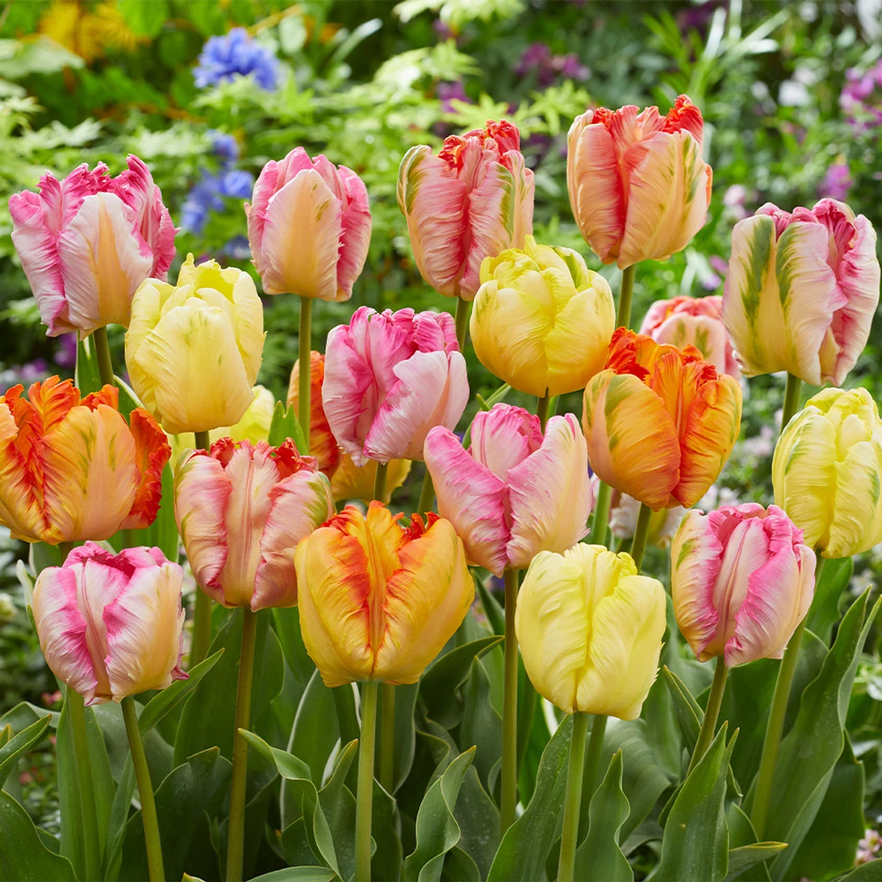 Parrot Tulips Pastel Mix Tulipa 3 Parrot Tulips Pastel Mix Tulipa