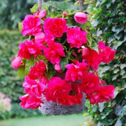 Begonia Pendula Double Giant Collection -Plant Flower Store Pendula Double Giant Collection 1021133 2 34217.1638429343