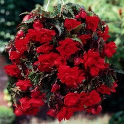 Begonia Pendula Double Giant Collection -Plant Flower Store Pendula Double Giant Collection 1021133 3 68663.1638429343