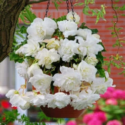 Begonia Pendula Double Giant Collection -Plant Flower Store Pendula Double Giant Collection 1021133 6 83795.1638429343