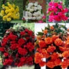 Begonia Pendula Double Giant Collection -Plant Flower Store Pendula Double Giant Collection 1021133 57151.1638429342