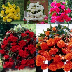 Begonia Pendula Double Giant Collection
