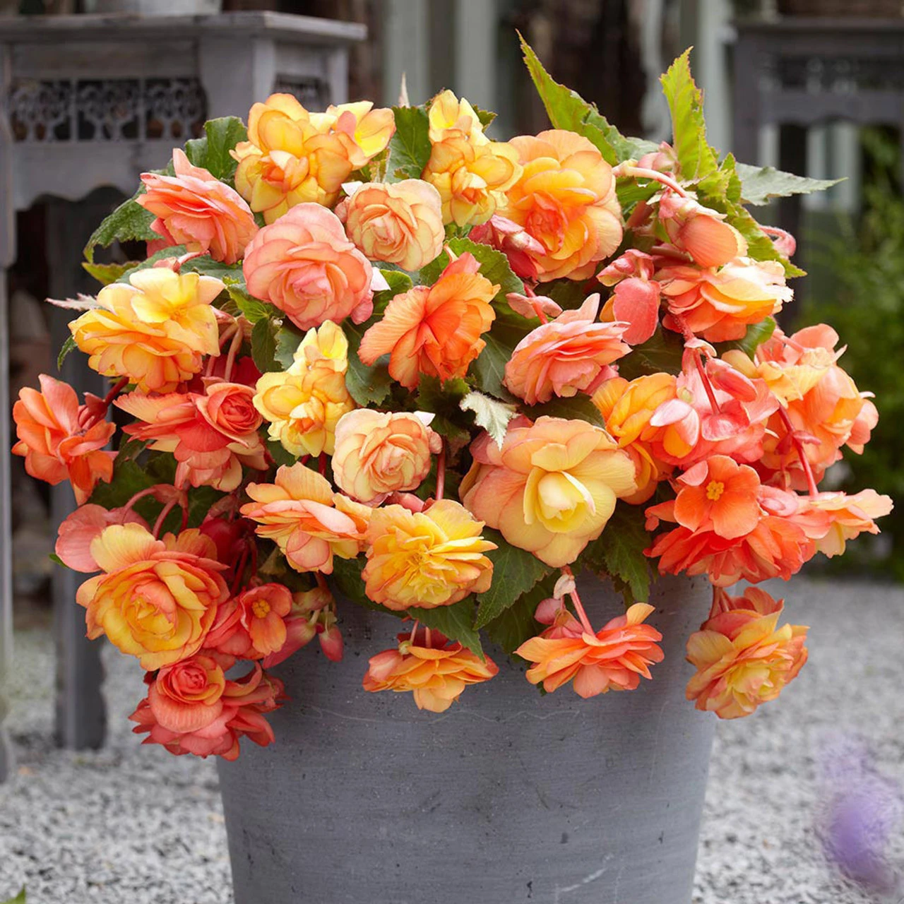 Begonia Splendide Collection 5/6cm 5 Begonia Splendide Collection 5/6cm - Image 3