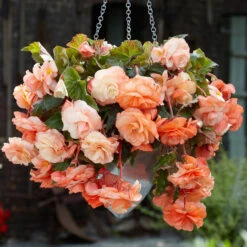 Begonia Splendide Collection 5/6cm 12 Begonia Splendide Collection 5/6cm -Plant Flower Store Pendula Splendide Collection 1018543 5 03157.1638429665